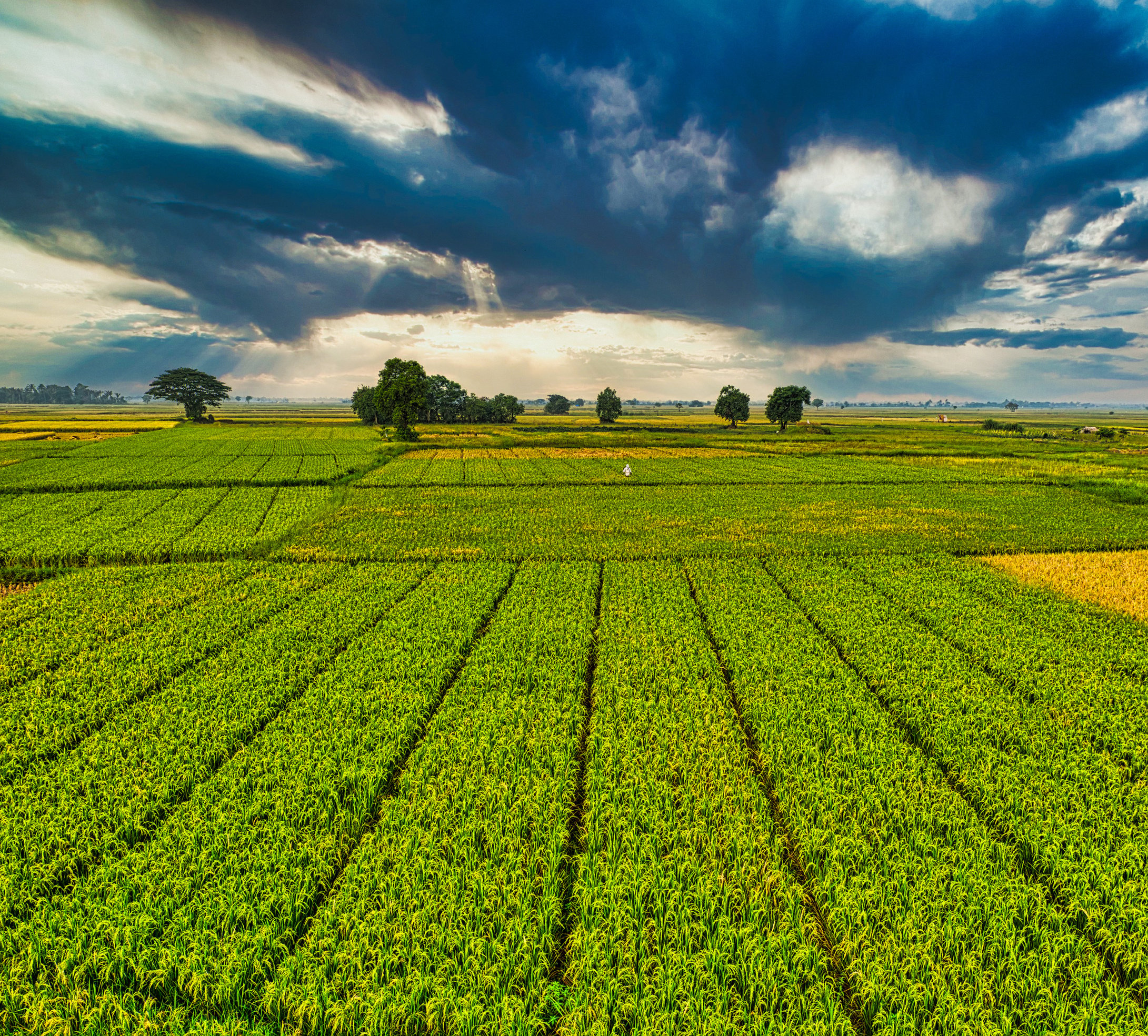 Plantation with green crops growing in agricultural farm