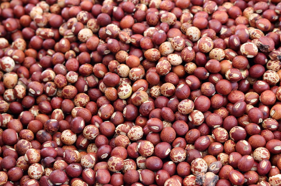 Pigeon Pea Background