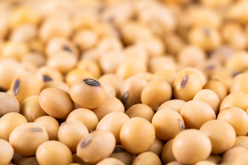 Soybean, dried soybeans