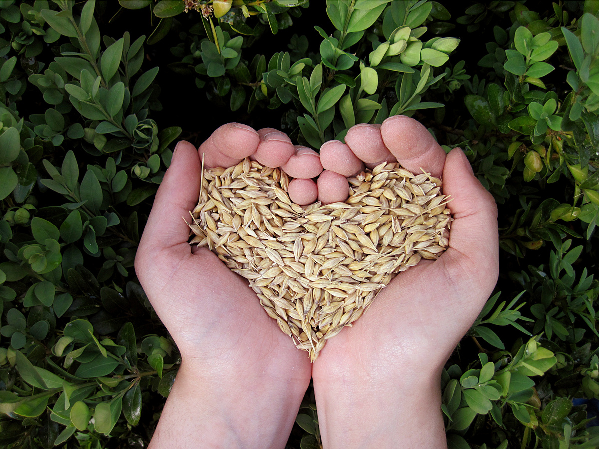 Grains of Cereals on Hand